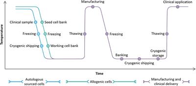 Cryopreservation as a Key Element in the Successful Delivery of Cell-Based Therapies—A Review